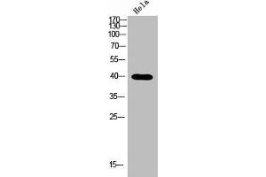 Western blot analysis of Hela lysis using NODAL antibody. (Nodal 抗体  (C-Term))