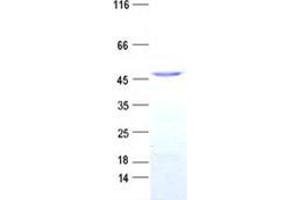 Western Blotting (WB) image for Activating Transcription Factor 3 (ATF3) protein (GST tag,His tag) (ABIN5505542)