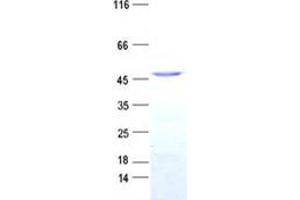 Validation with Western Blot (ATF3 Protein (GST tag,His tag))