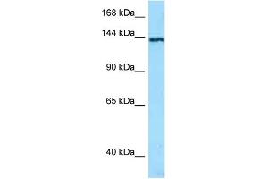 WB Suggested Anti-TNN AntibodyTitration: 1. (Tenascin N 抗体  (N-Term))