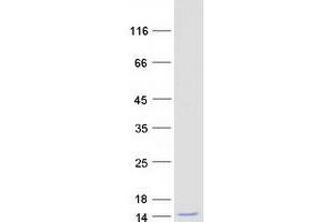 GNG12 Protein (Myc-DYKDDDDK Tag)