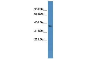 Dhrs7 antibody used at 0. (DHRS7 抗体  (N-Term))
