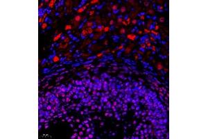 Immunofluorescence of paraffin embedded rat ovary using Skar (ABIN7074970) at dilution of 1:950 (400x lens) (p46 抗体)