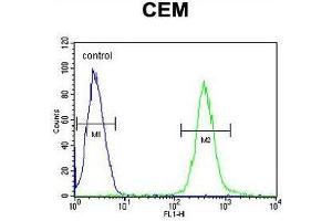 AT8B2 Antibody (N-term) flow cytometric analysis of CEM cells (right histogram) compared to a negative control cell (left histogram). (ATP8B2 抗体  (N-Term))
