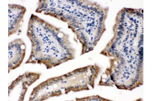 Anti- POR Picoband antibody,IHC(P) IHC(P): Mouse Intestine Tissue (POR 抗体  (C-Term))
