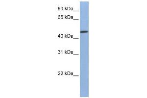 WB Suggested Anti-FKBP4 Antibody Titration:  0. (FKBP4 抗体  (C-Term))