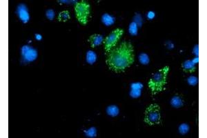 Immunofluorescence (IF) image for anti-Dihydrolipoamide Dehydrogenase (DLD) antibody (ABIN1497848) (DLD 抗体)