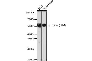 Western blot analysis of extracts of various cell lines, using Lumican (LUM) (LUM) Rabbit mAb (ABIN7268309) at 1:1000 dilution. (LUM 抗体)