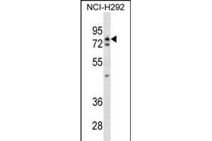 WRNIP1 Antibody (N-term) (ABIN1538893 and ABIN2838140) western blot analysis in NCI- cell line lysates (35 μg/lane). (WRNIP1 抗体  (N-Term))