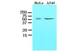 Cell lysates of HeLa and A549 (40 ug) were resolved by SDS-PAGE, transferred to nitrocellulose membrane and probed with anti-human kLF4 (1:1000). (KLF4 抗体  (AA 1-170))