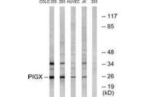 Western blot analysis of extracts from 293/COLO/HuvEc/Jurkat cells, using PIGX Antibody. (PIGX 抗体  (AA 183-232))