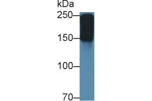 Western Blot; Sample: Mouse Serum; Primary Ab: 2µg/ml Rabbit Anti-Mouse a2M Antibody Second Ab: 0. (alpha 2 Macroglobulin 抗体  (AA 623-752))