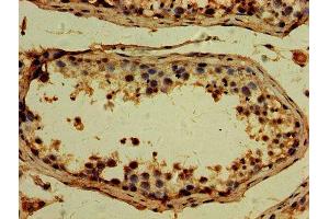 IHC image of ABIN7173715 diluted at 1:500 and staining in paraffin-embedded human testis tissue performed on a Leica BondTM system. (TTLL6 抗体  (AA 121-310))