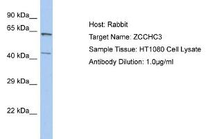 Host: Rabbit Target Name: ZCCHC3 Sample Tissue: Human HT1080 Whole Cell  Antibody Dilution: 1ug/ml (ZCCHC3 抗体  (N-Term))