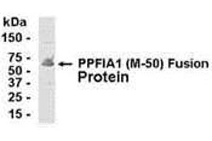 Western Blotting (WB) image for anti-Protein Tyrosine Phosphatase F Interacting Protein 1 (PPFIA1) (AA 310-360) antibody (ABIN2467996) (PPFIA1 抗体  (AA 310-360))