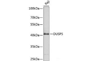 Western blot analysis of extracts of Raji cells using DUSP5 Polyclonal Antibody at dilution of 1:1000. (DUSP5 抗体)