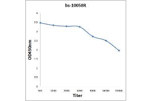 Antigen: 2 µg/100 µL  Primary: Antiserum, 1:500, 1:1000, 1:2000, 1:4000, 1:8000, 1:16000, 1:32000;  Secondary: HRP conjugated Rabbit Anti-Goat IgG at 1: 5000;  TMB staining Read the data in Microplate Reader by 450nm. (MMP19 抗体  (AA 251-350))