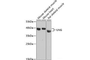 Western blot analysis of extracts of various cell lines using UNG Polyclonal Antibody at dilution of 1:3000. (UNG 抗体)