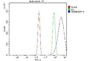 anti-phosphodiesterase 6B, CGMP-Specific, Rod, beta (PDE6B) (AA 25-237) antibody