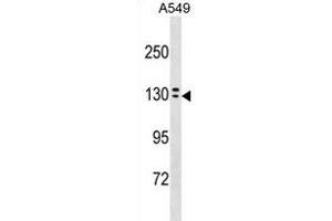 OVCH1 Antibody (N-term) (ABIN1881612 and ABIN2838617) western blot analysis in A549 cell line lysates (35 μg/lane). (OVCH1 抗体  (N-Term))