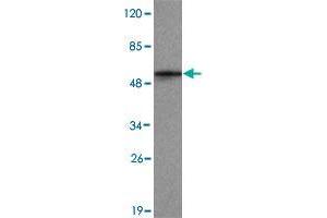 Western blot analysis of KDM1B monoclonal antibody  at 1 : 2000 dilution interacts with recombinant KDM1B protein with a GST tag. (KDM1B 抗体  (C-Term))