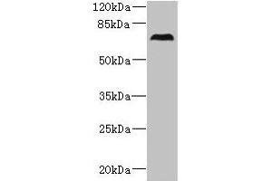 Western blot All lanes: CEP76 antibody at 0. (Cep76 抗体  (AA 241-550))