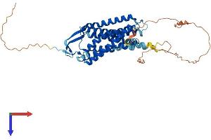Neuropeptide FF Receptor 1 (NPFFR1) (AA 1-430) protein (His tag)