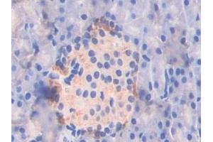 Immunohistochemistry (IHC) image for anti-Activating Transcription Factor 7 (ATF7) (AA 50-270) antibody (ABIN7441865)