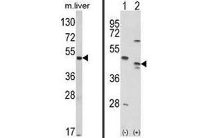 (LEFT) Western blot analysis of RAGE Antibody (Center) in mouse liver tissue lysates (35ug/lane). (RAGE 抗体  (Middle Region))