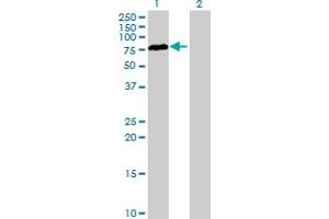 Western Blot analysis of RAD17 expression in transfected 293T cell line by RAD17 MaxPab polyclonal antibody. (RAD17 抗体  (AA 1-584))