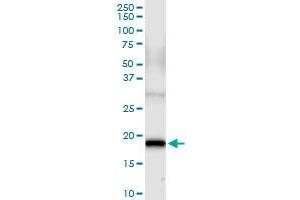 Immunoprecipitation of FGF1 transfected lysate using anti-FGF1 MaxPab rabbit polyclonal antibody and Protein A Magnetic Bead , and immunoblotted with FGF1 purified MaxPab mouse polyclonal antibody (B01P) . (FGF1 抗体  (AA 1-155))