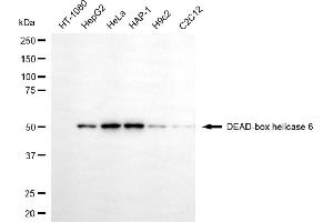 anti-DEAD (Asp-Glu-Ala-Asp) Box Polypeptide 6 (DDX6) antibody