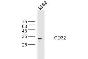 K562 lysates probed with Anti-CD32 Polyclonal Antibody, Unconjugated  at 1:5000 90min in 37˚C. (Fc gamma RII (CD32) (AA 201-300) 抗体)