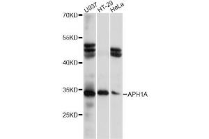 Western blot analysis of extracts of various cell lines, using APH1A antibody (ABIN6290068) at 1:1000 dilution. (APH1A 抗体)