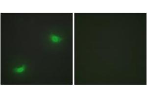 Immunofluorescence analysis of HepG2 cells, using DUSP16 Antibody. (DUSP16 抗体  (AA 571-620))
