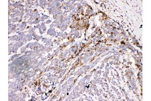 Immunohistochemistry (IHC) image for anti-Aquaporin 3 (Gill Blood Group) (AQP3) (AA 278-292), (C-Term) antibody (ABIN3044413)