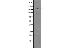 Western blot analysis of Nestin using MCF7 whole  lysates. (Nestin 抗体  (C-Term))