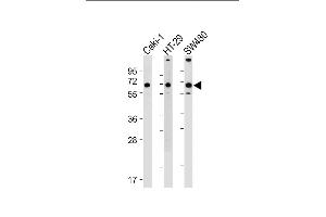 Western Blotting (WB) image for anti-Sodium Dependent Vitamin C Transporter 1 (SVCT1) (AA 1-30), (N-Term) antibody (ABIN656646)