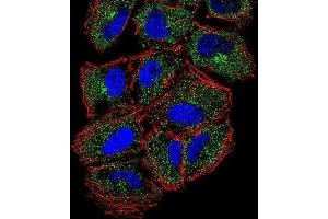 Immunofluorescence (IF) image for anti-phospholipase C-Like 2 (PLCL2) antibody (ABIN2996484)