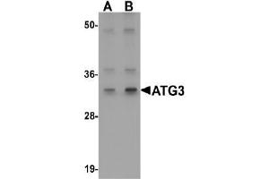 AP20064PU-N ATG3 antibody staining of Mouse kidney tissue Lysate by Western Blotting at (A) 1 and (B) 2 µg/ml (ATG3 抗体  (Middle Region))