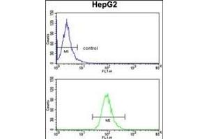 ADH1B Antibody (Center) (ABIN390699 and ABIN2840985) flow cytometry analysis of HepG2 cells (bottom histogram) compared to a negative control cell (top histogram). (ADH1B 抗体  (AA 209-237))