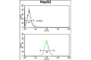 ADH1B Antibody (Center) (ABIN390699 and ABIN2840985) flow cytometry analysis of HepG2 cells (bottom histogram) compared to a negative control cell (top histogram). (ADH1B 抗体  (AA 209-237))