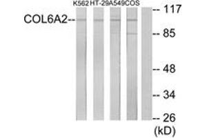Western blot analysis of extracts from K562/A549/HT-29/COS7 cells, using Collagen VI alpha2 Antibody. (COL6A2 抗体  (AA 691-740))