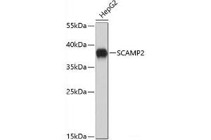 Western blot analysis of extracts of HepG2 cells using SCAMP2 Polyclonal Antibody. (SCAMP2 抗体)