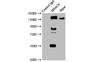 Immunoprecipitating HDAC6 in HepG2 whole cell lysate Lane 1: Rabbit control IgG instead of ABIN7127540 in HepG2 whole cell lysate. (Recombinant HDAC6 抗体)