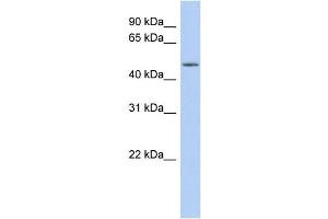 WB Suggested Anti-WDR89 Antibody Titration: 0. (WDR89 抗体  (Middle Region))