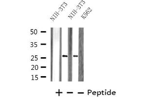 Western blot analysis of extracts from NIH-3T3/K562 cells, using PRRX1 antibody. (PRRX1 抗体  (Internal Region))