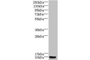 Western blot All lanes: Prok2 antibody at 3 μg/mL + Mouse small intestine tissue Secondary Goat polyclonal to rabbit IgG at 1/10000 dilution Predicted band size: 15, 12, 9 kDa Observed band size: 9 kDa (PROK2 抗体  (AA 27-128))
