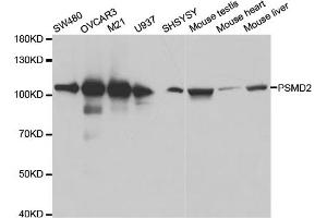 Western blot analysis of extracts of various cell lines, using PSMD2 antibody (ABIN5971041) at 1:600 dilution. (PSMD2 抗体)