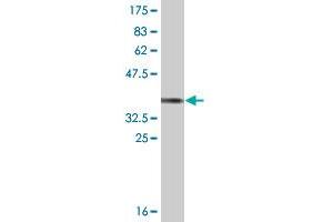Western Blot detection against Immunogen (36. (HS6ST1 抗体  (AA 303-401))
